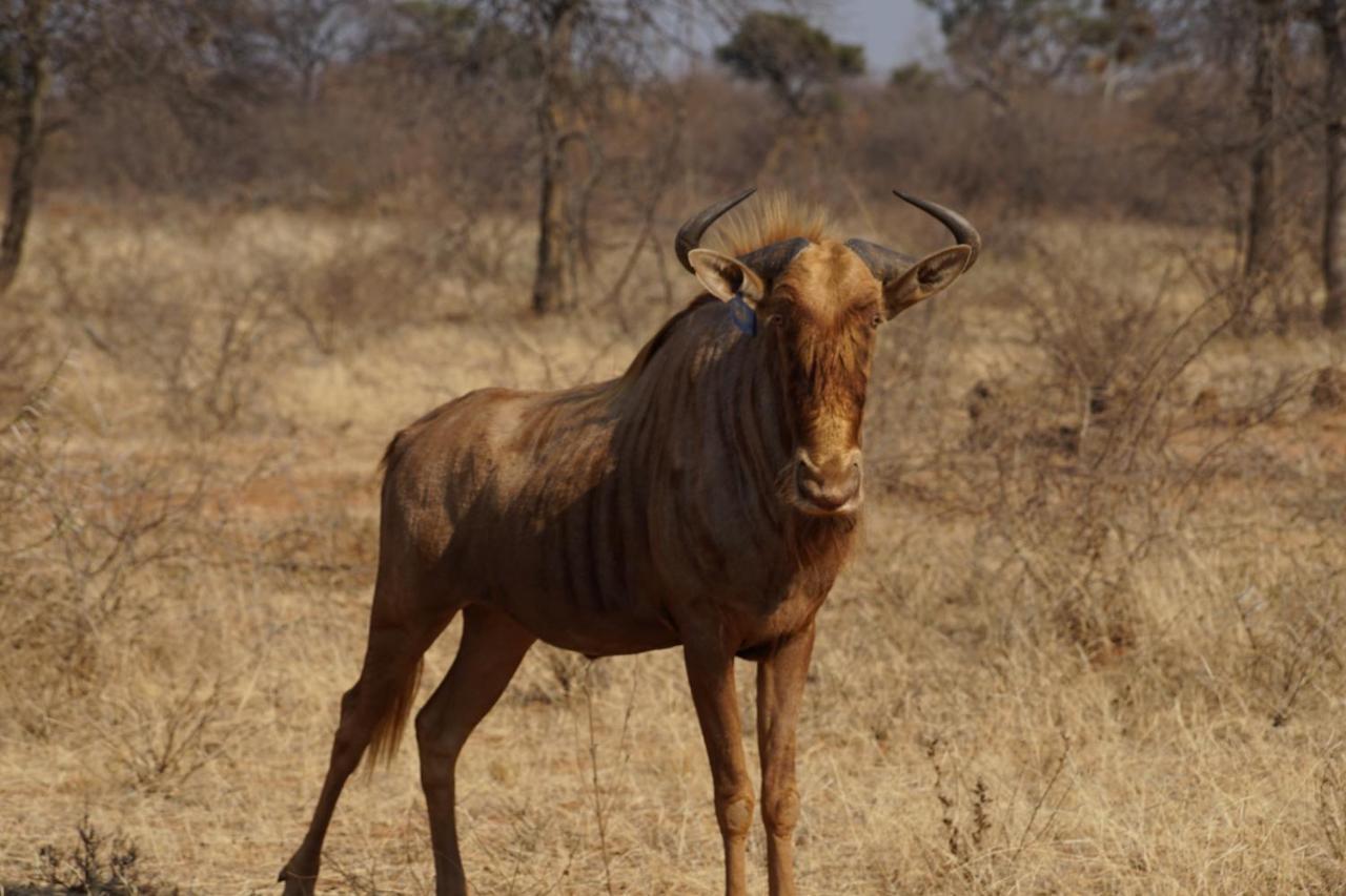 Kwele Game Lodge Beauty Ngoại thất bức ảnh