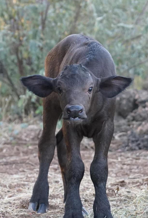 Kwele Game Lodge Beauty Ngoại thất bức ảnh