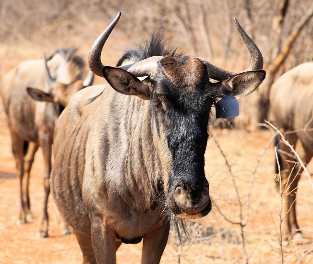 Kwele Game Lodge Beauty Ngoại thất bức ảnh